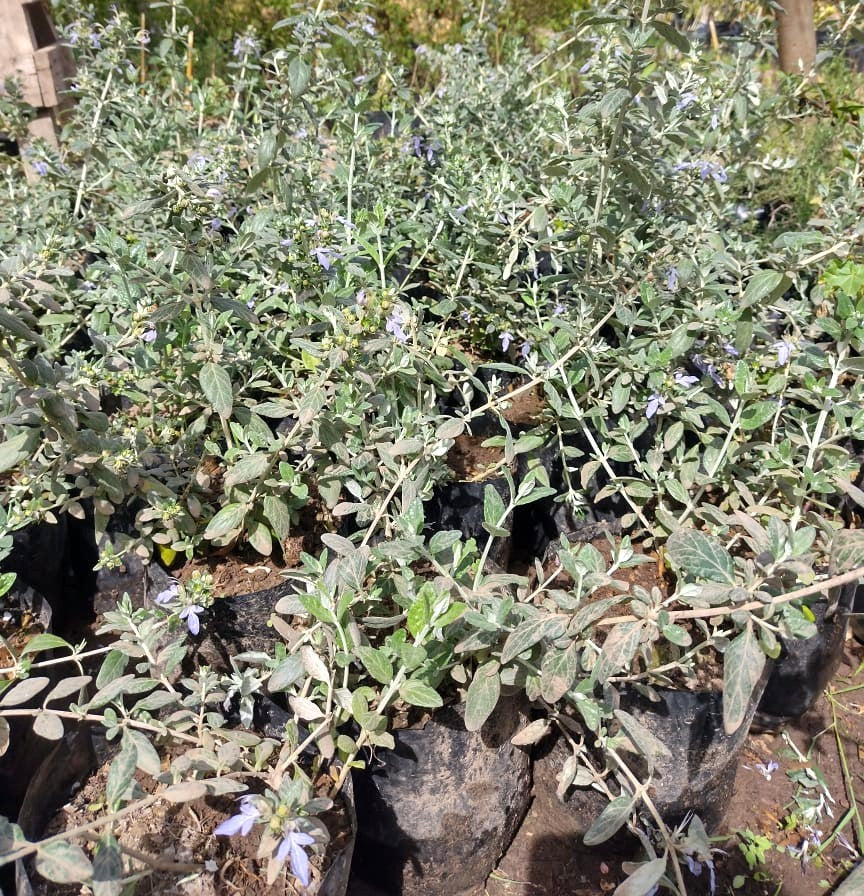 TRENIUM GLAUCA