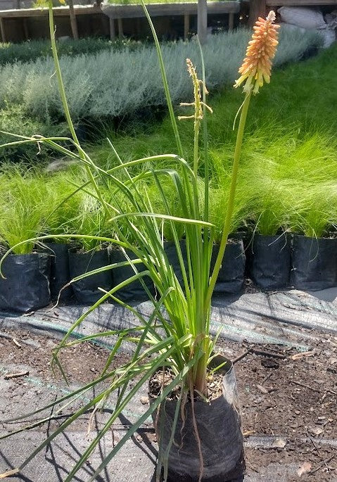 TRITOMA - KNIPHOFIA UVARIA