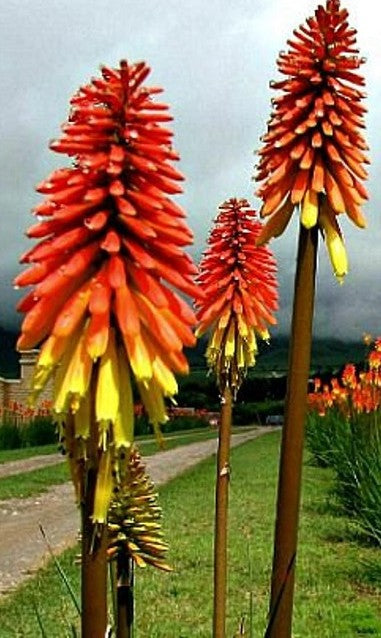 TRITOMA - KNIPHOFIA UVARIA