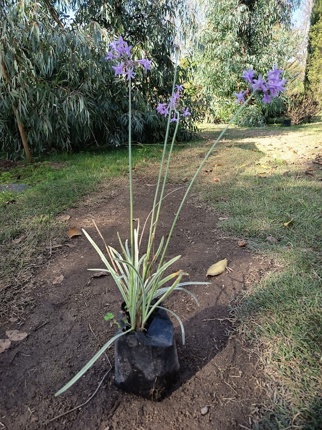 TULBAGHIA VIOLACEA VARIEGADA 0,20