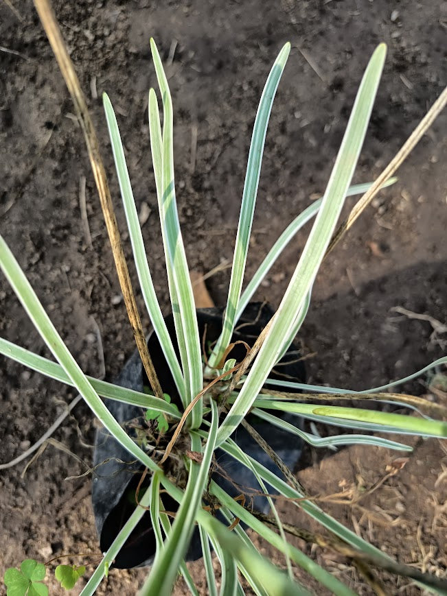 TULBAGHIA VIOLACEA VARIEGADA 0,20