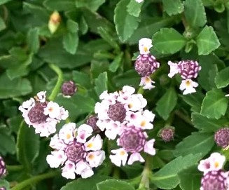 TIQUI TIQUI - PHYLA NODIFLORA