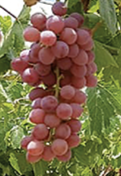 UVA FLAME SEEDLES