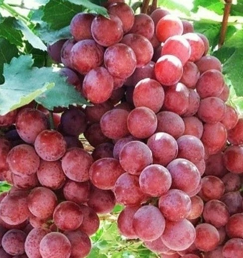 UVA RED GLOBE