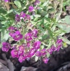 VERBENAS - VERBENA TENELLA