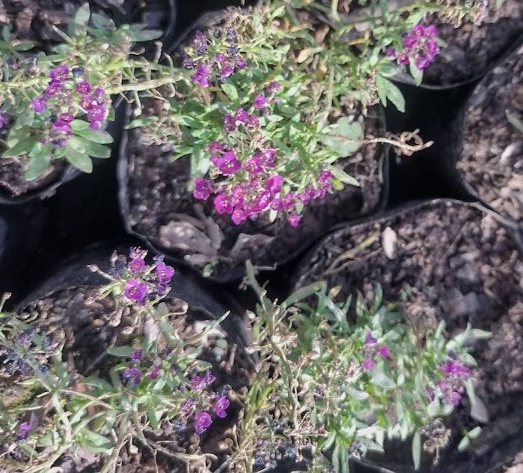 VERBENAS - VERBENA TENELLA
