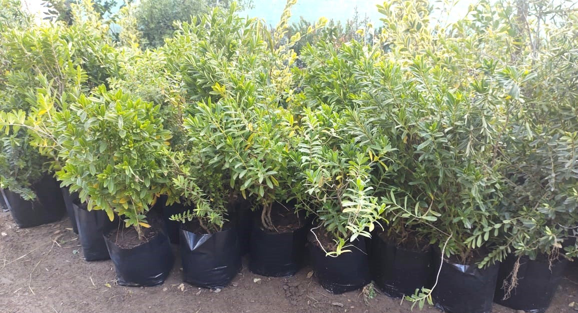 VERONICA BRILLANTISIMA - HEBE BRILLANTISIMA  0.30 A 0.50 M
