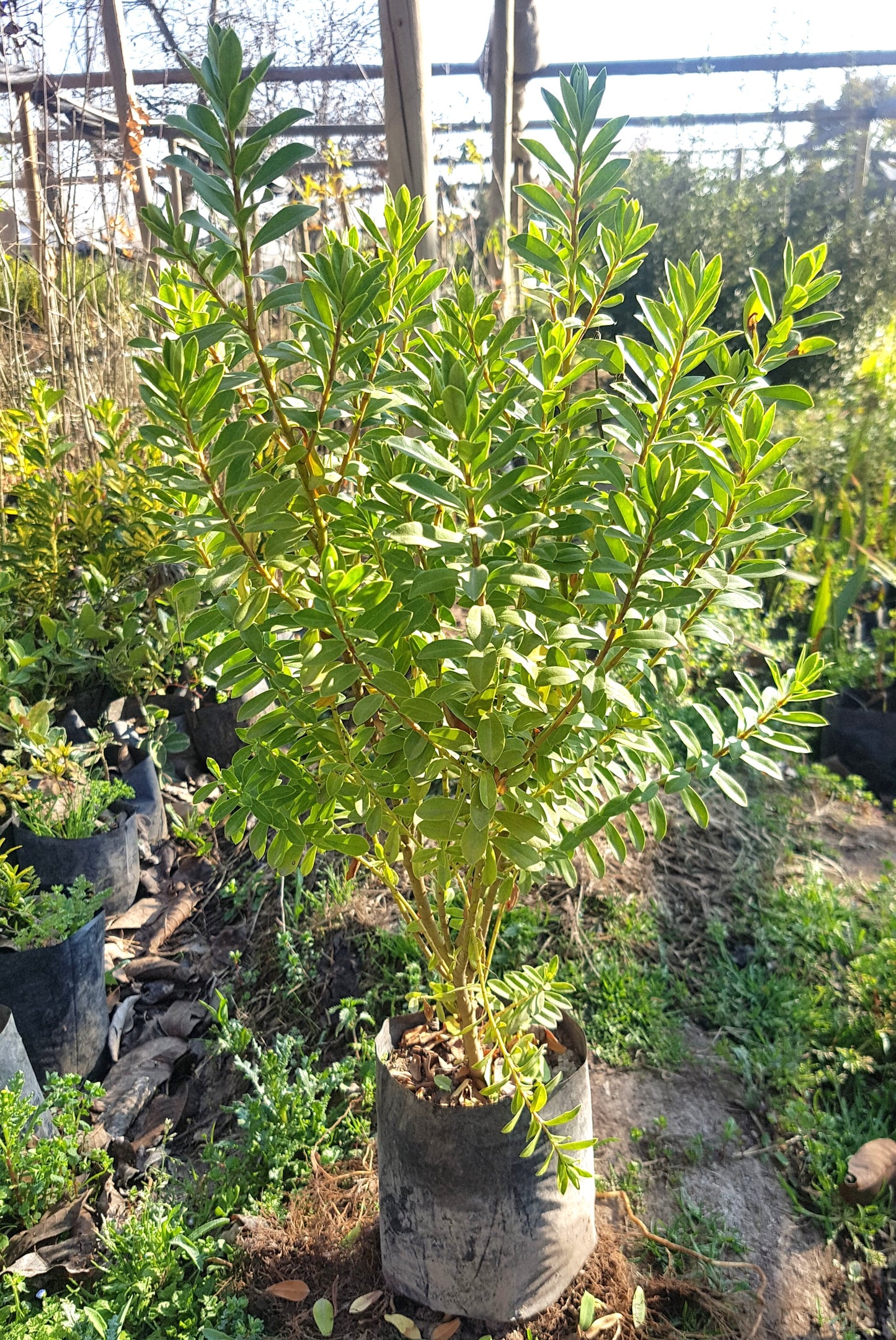 VERONICA BUXIFOLIA - HEBE BUXIFOLIA 0,50 M