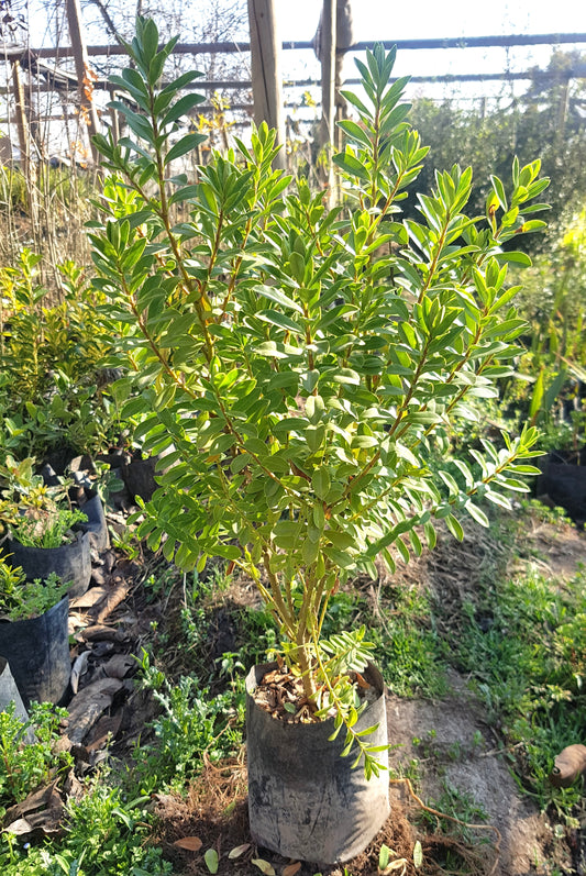 VERONICA BUXIFOLIA - HEBE BUXIFOLIA 0,50 M
