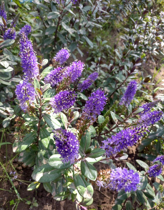 VERONICA MORADA - HEBE ATROPURPUREA 0,50