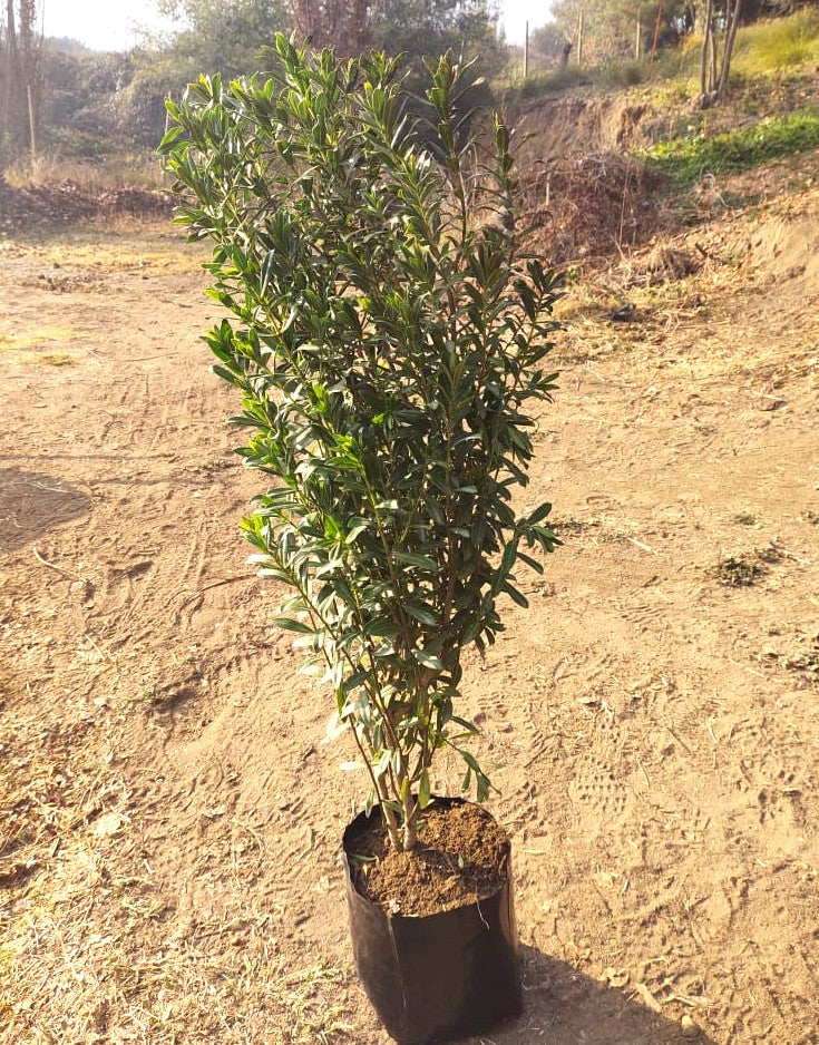 VERONICA BRILLANTISIMA - HEBE BRILLANTISIMA  0.30 A 0.50 M