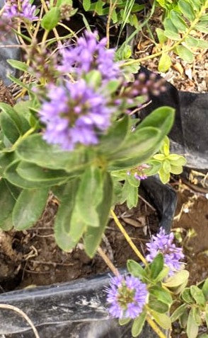 VERONICA BUXIFOLIA - HEBE BUXIFOLIA 0,50 M