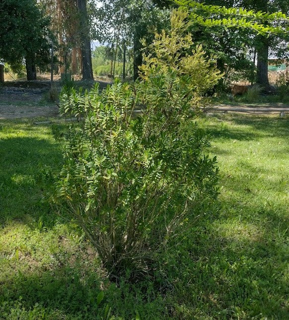 VERONICA BUXIFOLIA - HEBE BUXIFOLIA 0,50 M