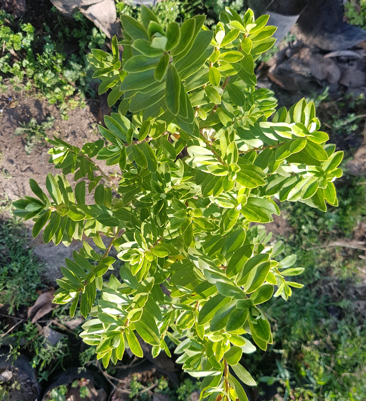 VERONICA BUXIFOLIA - HEBE BUXIFOLIA 0,50 M