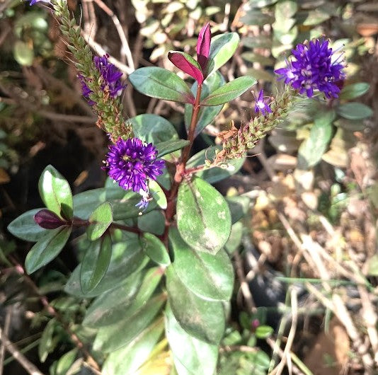 VERONICA MORADA - HEBE ATROPURPUREA 0,50