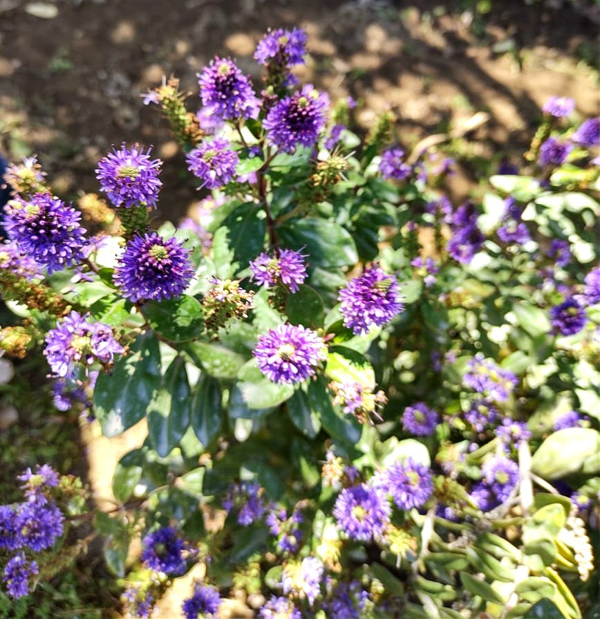 VERONICA MORADA - HEBE ATROPURPUREA 0,50