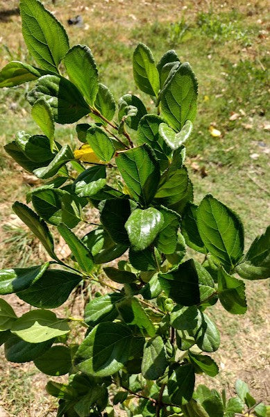 VIBURNO ROTUNDIFOLIA - VIBURNUM SUSPENSUM   0,50 A 0,80