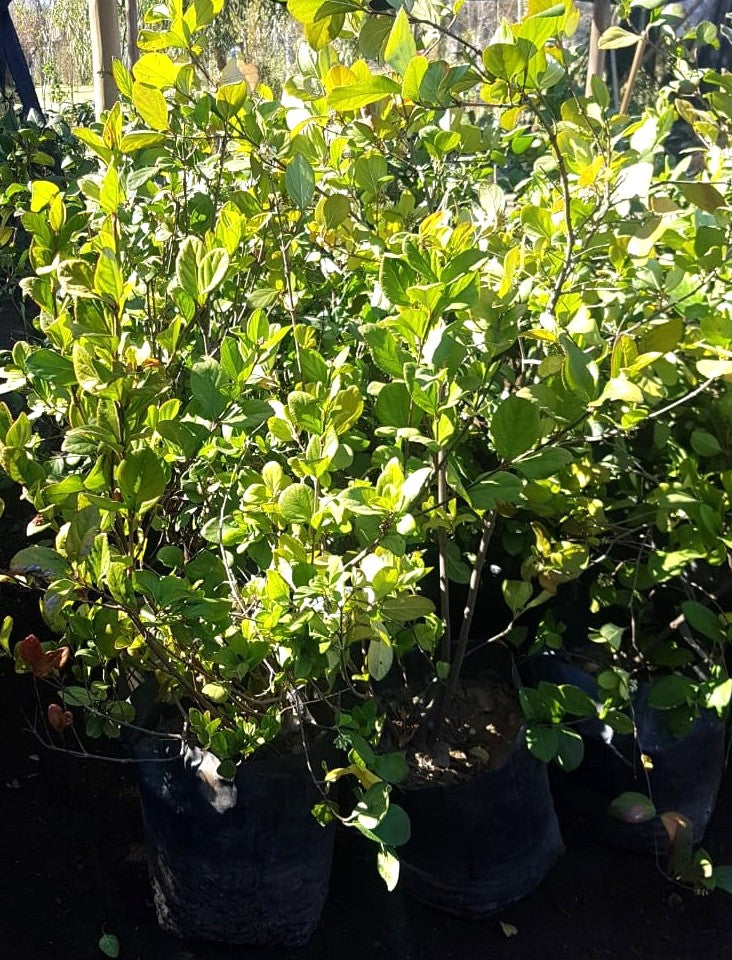 VIBURNO ROTUNDIFOLIA - VIBURNUM SUSPENSUM  0,90 A 1,20