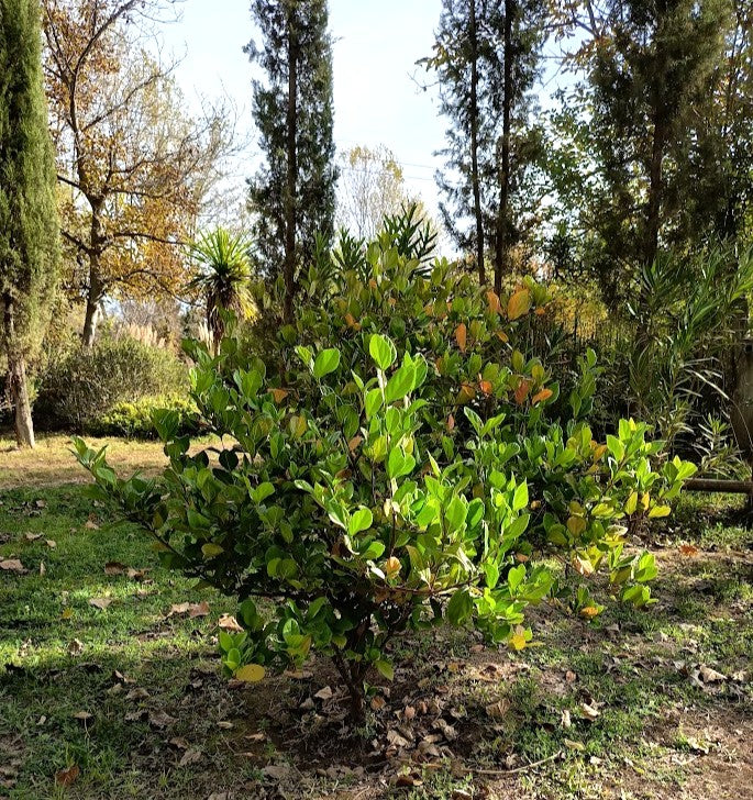VIBURNO ROTUNDIFOLIA - VIBURNUM SUSPENSUM   0,50 A 0,80