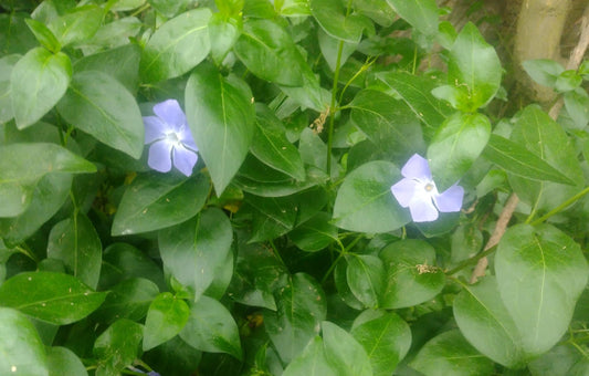VINCAS MINOR