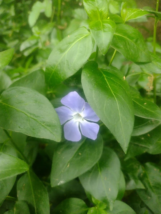 VINCAS MAJOR