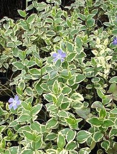 VINCA VARIEGADA