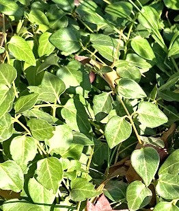 VINCAS MAJOR