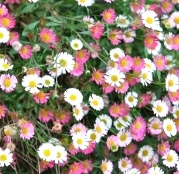 VITADINEA - ERIGERON MUCRONATUS