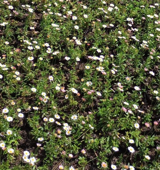 VITADINEA - ERIGERON MUCRONATUS
