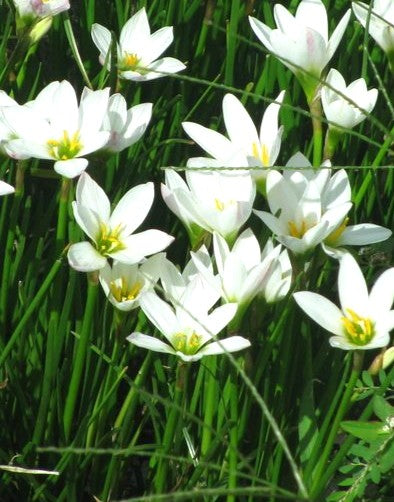 ZEFIRANTES - ZEPHIRANTES CANDIDA MACETERO