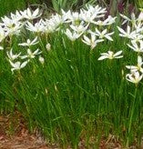 ZEFIRANTES - ZEPHIRANTES CANDIDA MACETERO