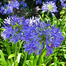 AGAPANTO- AGAPANTHUS AFRICANUS 30 a 40 cm
