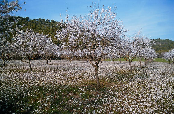 ALMENDRO NON PAREIL- PRUNUS DULCIS VAR. NON PAREIL1,80