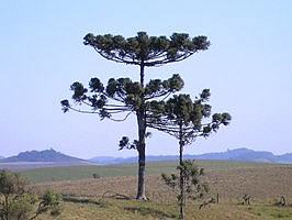 ARAUCARIA BRASILEÑA - ARAUCARIA ANGUSTIFOLIA 0,60