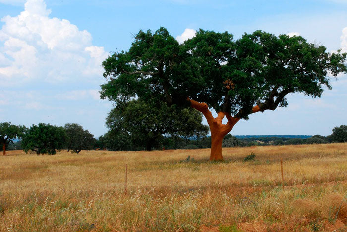 ALCORNOQUE - QUERCUS SUBER  1,20 - 1,50