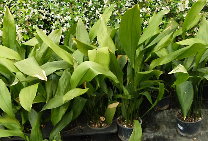 ASPIDISTRAS ELATIOR