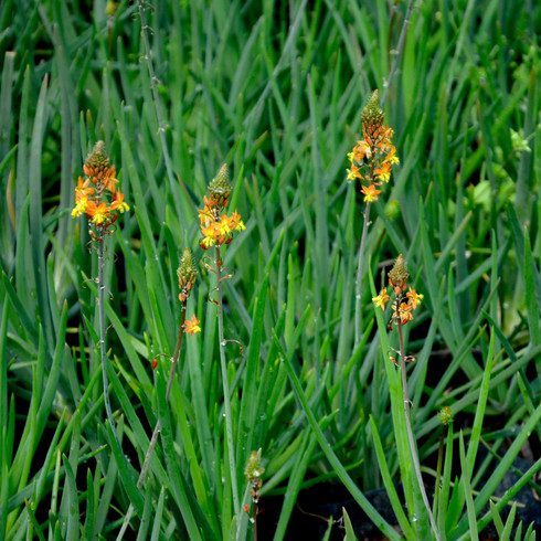 BULBINES - BULBINE FRUTESCENS