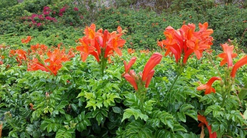BIGNONIA NARANJA- PIROSTEGIA VENUSTA