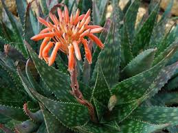ALOE SAPONARIA - ALOE MACULATA