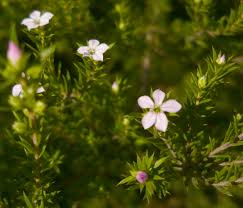 COLEONEMA LIMON - DIOSMA PULCHELLA