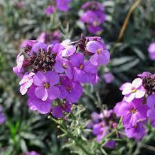 ERYSIMO - ERYSIMUM LINIFOLIUM 30 CM