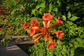 BIGNONIAS ROJA - CAMPSIS RADICANS