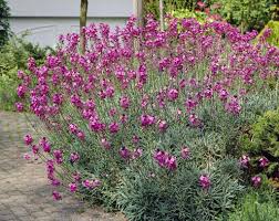ERYSIMO - ERYSIMUM LINIFOLIUM 30 CM
