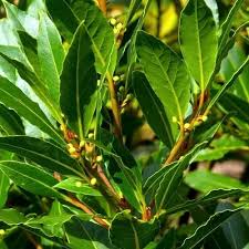 LAUREL DE COMER  -  LAURUS NOBILIS 1,20 A 1,50