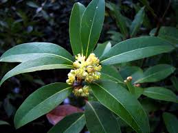 LAUREL DE COMER  -  LAURUS NOBILIS 1,20 A 1,50