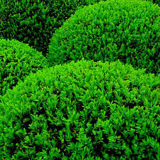 BOJ  BOLA - BUXUS SEMPERVIRENS 0.50