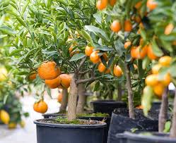 MANDARINA 1,20