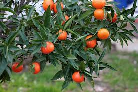MANDARINA 1,20