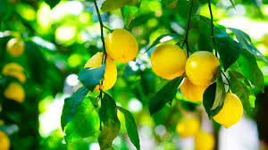 MEMBRILLO LUCUMA 1,60 A 1,80