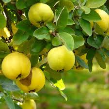 MEMBRILLO LUCUMA 1,60 A 1,80